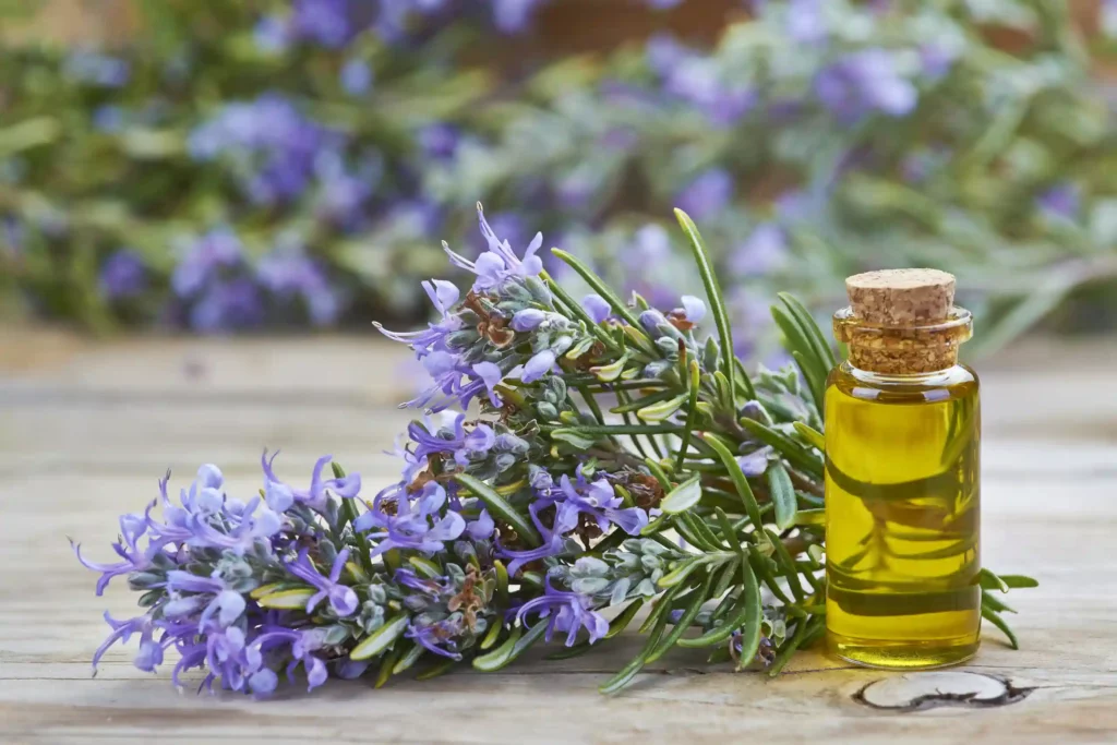 manfaat rosemary oil untuk rambut